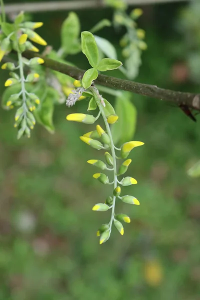 Arbre Douche Doré Avec Des Fleurs Jaunes Sur Branche Fistule — Photo