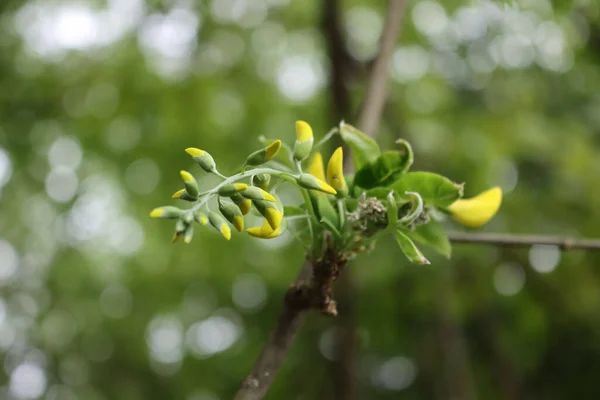Złote Drzewo Deszczowe Żółtymi Kwiatami Gałęzi Przetoka Kasja Kwitnie Wiosną — Zdjęcie stockowe