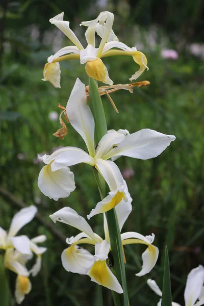 Weiße Und Gelbe Irisblüten Blühen Garten Iris Blumenbeet Sommer — Stockfoto