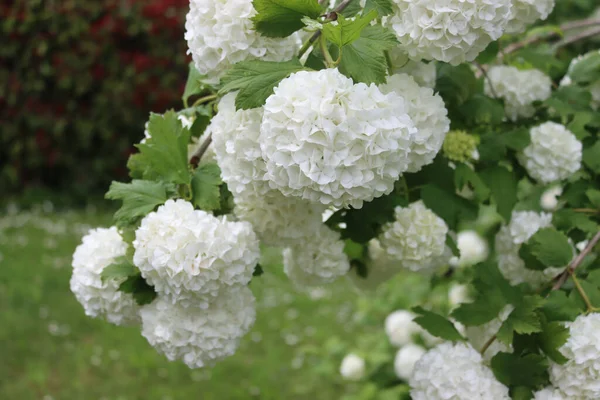 Detailní Záběr Větví Viburnum Opulus Mnoha Bílými Květy Jaře Kuličkové — Stock fotografie