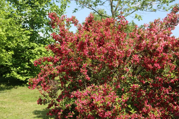 晴れた日に庭の美しいピンクの花で開花したWeigeliaブッシュ — ストック写真