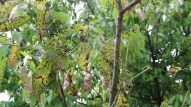 Meyve bahçesinde kırmızı benekli kiraz yaprakları ve hastalık. Güneşli bir günde hastalıklı erik ağacı