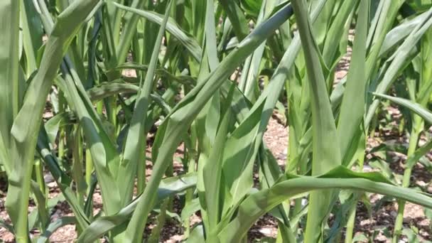 Campo Maíz Verde Dañado Por Sequía Verano Hoja Maíz Dañada — Vídeos de Stock