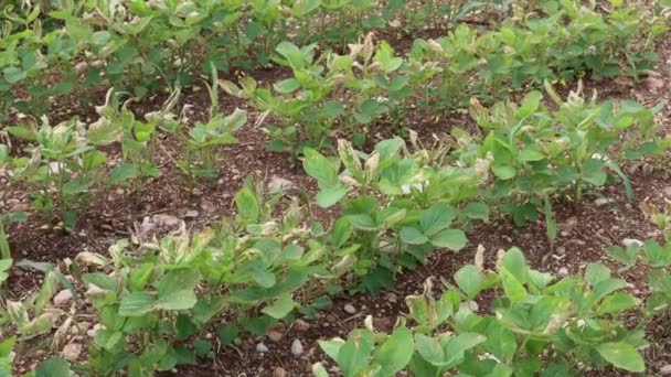 Green Soybean Field Damaged Hailstorm Summer Dry Spots Green Soybean — Stock Video