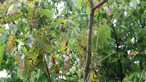 Κόκκινα Στικτά Φύλλα Κερασιάς Στο Κλαδί Ασθένεια Στον Οπωρώνα Prunus — Αρχείο Βίντεο