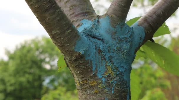 Mistura Bordeaux Azul Tronco Cerejeira Amortecido Pomar Fungicida Orgânico Feito — Vídeo de Stock