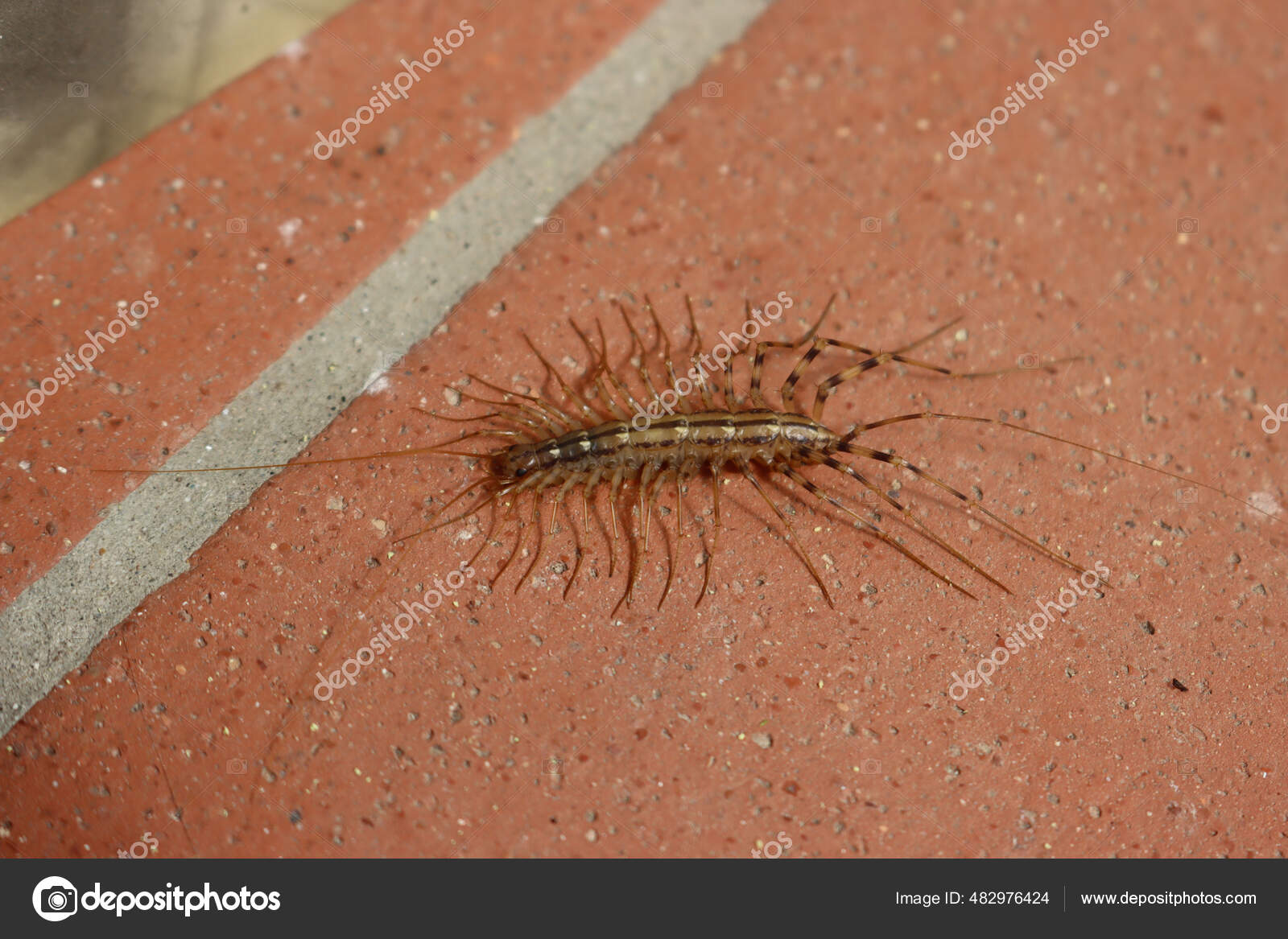 Coleoptrata写真素材 ロイヤリティフリーcoleoptrata画像 Depositphotos