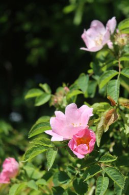 Güneşli bir günde, Köpek Gülü 'nün pembe çiçeklerine yakın çekim. Çiçek açmış Rosa Canina
