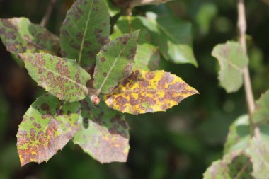 Eleagnus Multiflora çalısı ve kuru kahverengi yapraklar. Eleagnus hastalıklı. Japon Goumi olarak da bilinir.