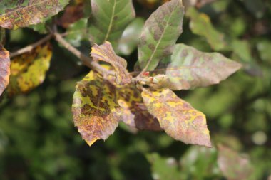 Eleagnus Multiflora çalısı ve kuru kahverengi yapraklar. Eleagnus hastalıklı. Japon Goumi olarak da bilinir.