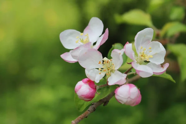 枝先にピンクや白のリンゴの花や花を咲かせます 果樹園のマルス ドメスティカ — ストック写真