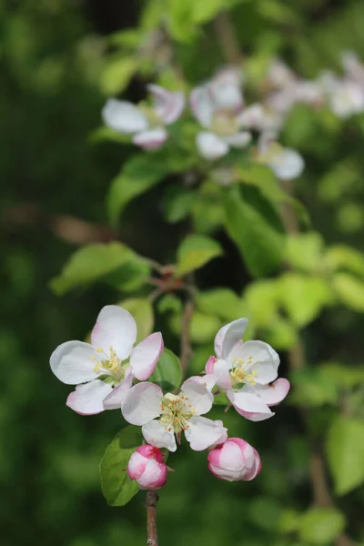 枝先にピンクや白のリンゴの花や花を咲かせます 果樹園のマルス ドメスティカ — ストック写真