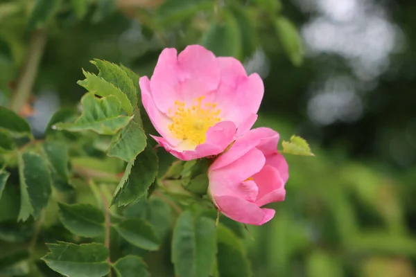 Close Pink Flowers Dog Rose Bush Sunny Day Rosa Canina — Stock Photo, Image