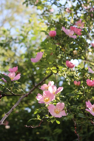 晴れた日に犬のピンクの花が茂った ローザ カニーナ 開花中 — ストック写真