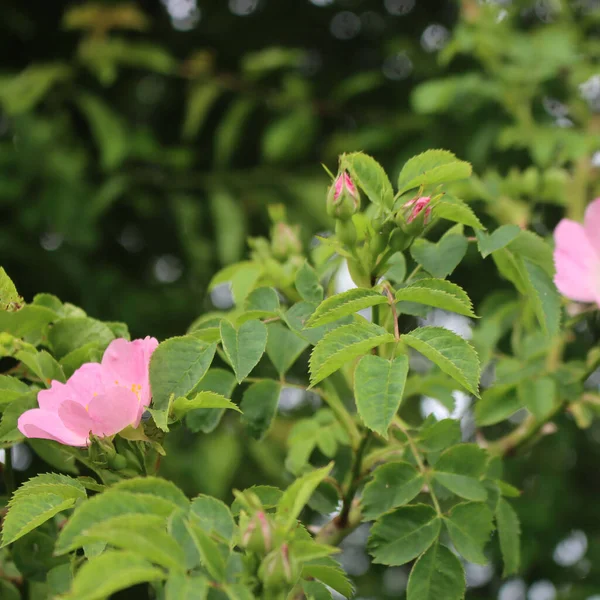 在阳光明媚的日子里 小狗狗玫瑰丛中粉红花朵的特写 卡特里娜盛开 — 图库照片
