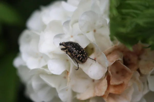 Oxythyrea Funesta Insecte Sur Une Fleur Blanche Viorne Boule Neige — Photo