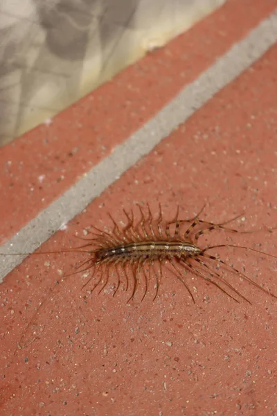 Scutigera Coleoptrata Centipede Domestic Insect Floor House Centipede — Stock Photo, Image