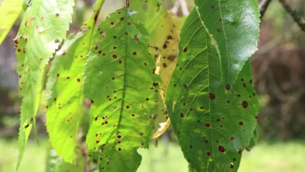 Red Spotted Cherry Leaves Branch Disease Orchard Prunus Avium Tree — Stock Video