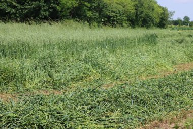 Yazın hayvan yemi için biçilmiş yeşil buğday ve yulaf tarlası. Buğday ve yulaf bitkileri sıra sıra kesilmiş.