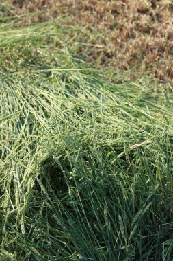 Yazın tarlada hayvan yemi için kesilmiş yeşil buğday ve yulaf bitkilerinin yakın plan çekimi