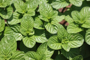 Bahçede yetişen nane şekeri bitkisi. Mentha rotundifolia Yazın güneşli bir günde