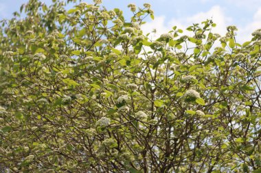 Viburnum lantana çalısı, dallarında beyaz çiçeklerle güneşli bir günde mavi gökyüzüne karşı