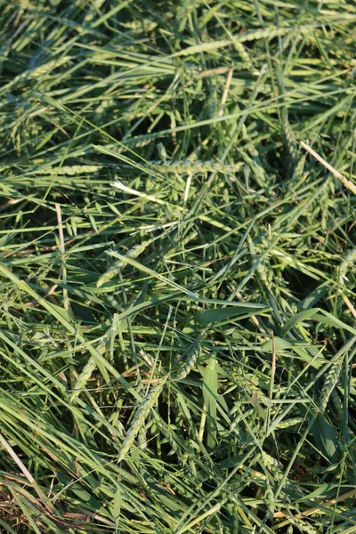 Close Cut Green Wheat Oat Plants Animal Forage Field Summer — Stock Photo, Image