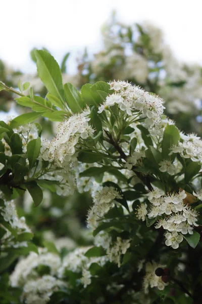 Close Pyracantha Bush Many Small White Flowers Branches Firethorn Bloom — Stock Photo, Image