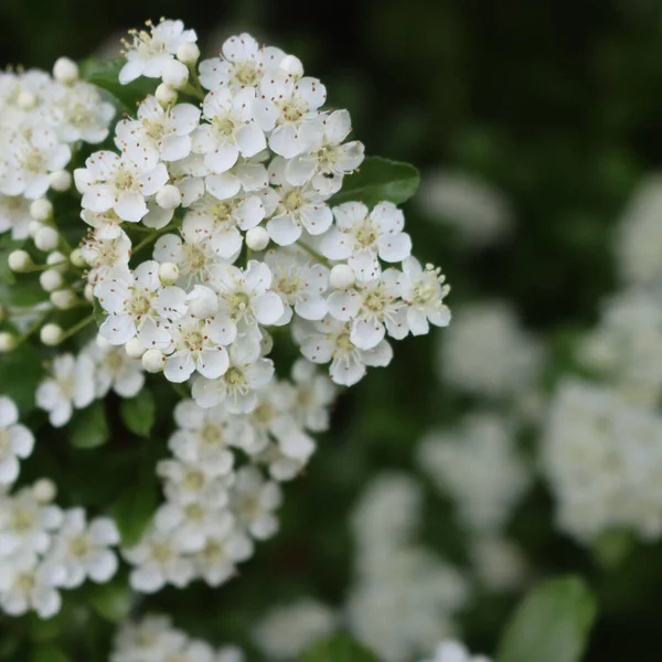 Detailní Záběr Pyracantha Keře Mnoha Malými Bílými Květy Větvích Ohnivý — Stock fotografie