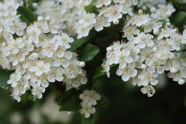 Primer Plano Del Arbusto Pyracantha Con Muchas Pequeñas Flores Blancas —  Fotos de Stock