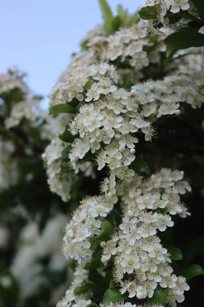 Detailní Záběr Pyracantha Keře Mnoha Malými Bílými Květy Větvích Ohnivý — Stock fotografie