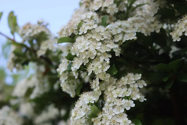 Detailní Záběr Pyracantha Keře Mnoha Malými Bílými Květy Větvích Ohnivý — Stock fotografie