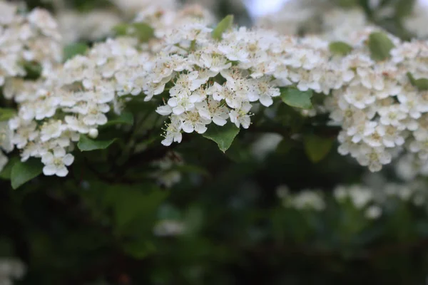 Κοντινό Πλάνο Του Θάμνου Πυράκανθα Πολλά Μικρά Λευκά Άνθη Κλαδιά — Φωτογραφία Αρχείου