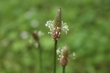  Lanceolata plantain bitkisi yaz mevsiminde Plantago Lanceolata 'nın çayırında çiçek açar.