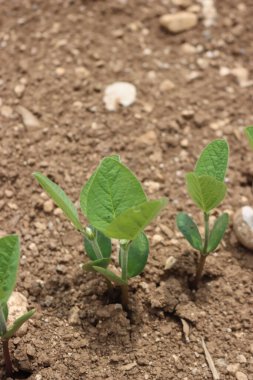 Tarlada yetişen yeşil fasulye bitkileri. Yazın seçici odaklı tarım alanı