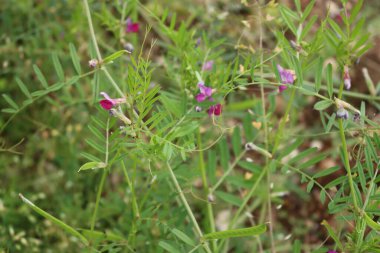Çayırda yaygın olarak rastlanan bir çiçek. Yazın çiçek açan Vicia sativa bitkisi 