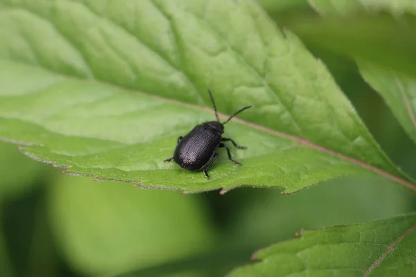 Gros Plan Sur Ablattaria Laevigata Insecte Noir Sur Une Feuille — Photo