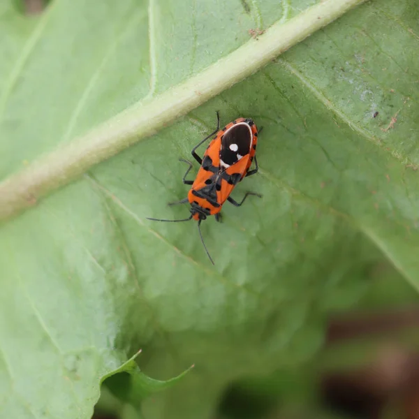 Black Red Bug Lygaeus Equestris Folha Verde — Fotografia de Stock