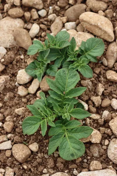 Plantas Patata Que Crecen Campo Primavera Solanum Tuberosum — Foto de Stock