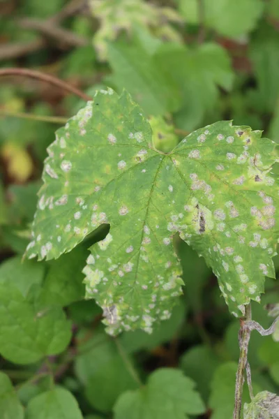 Close Powdery Mildew Green Hop Leaf Humulus Lupulus Disease — Stock Photo, Image