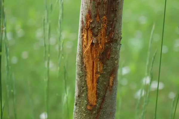 Gros Plan Sur Tronc Pommier Endommagé Par Cerf Dans Jardin — Photo