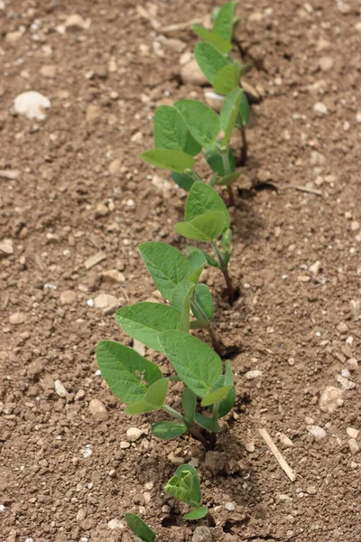 Grüne Sojabohnenpflanzen Einer Reihe Die Auf Dem Feld Wachsen Landwirtschaft — Stockfoto