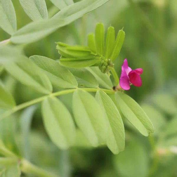 Zwykły Kwiat Wyka Łące Roślina Vicia Sativa Kwitnie Latem — Zdjęcie stockowe