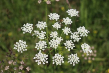 Daucus carota yabani bitki, çayırda yabani karota beyaz çiçek