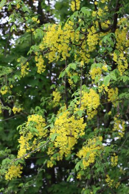 Dalında sarı çiçekler olan altın duş ağacı. İlkbaharda çiçek açan Cassia fistülü