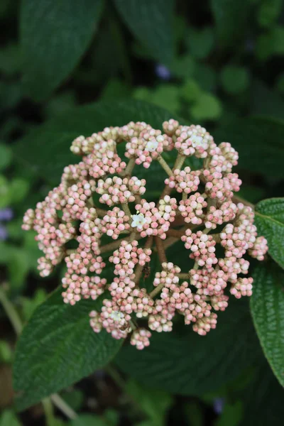 Viburnum Rhytidophyllum Strom Květu Zahradě Viburnum Keř Bílými Květy — Stock fotografie