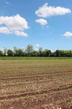 Yazın başlarında İtalya kırsalında mavi gökyüzünün altında sıra sıra büyüyen yeşil mısır bitkileri.