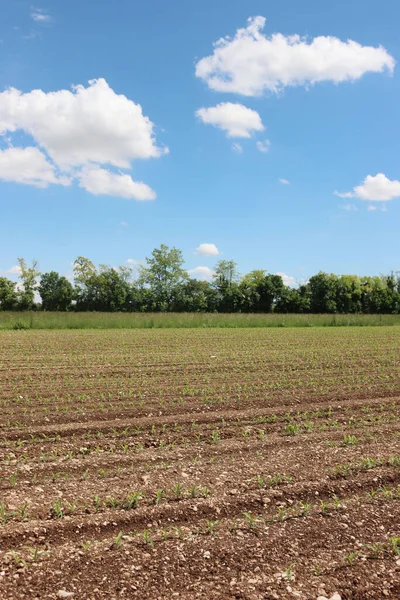 Yazın başlarında İtalya kırsalında mavi gökyüzünün altında sıra sıra büyüyen yeşil mısır bitkileri.
