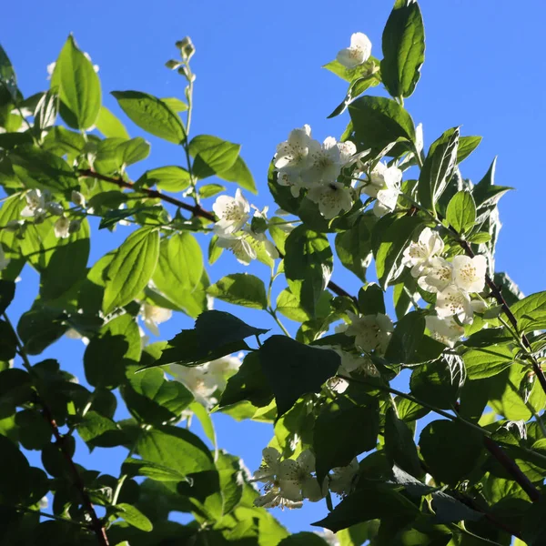 Mock Árvore Laranja Com Flores Brancas Dia Ensolarado Éphus Árvore — Fotografia de Stock