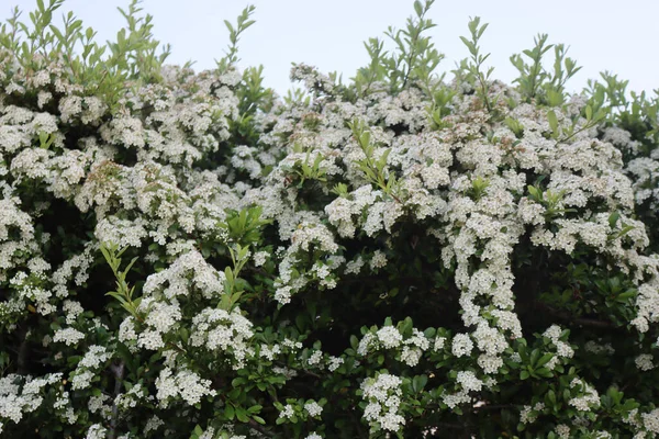 Cobertura Pyracantha Com Muitas Pequenas Flores Brancas Ramos Firethorn Flor — Fotografia de Stock